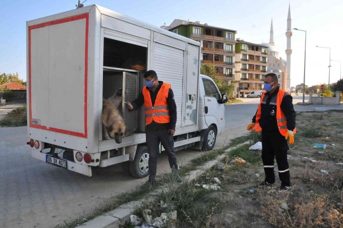 Akşehir Belediyesi Sahipsiz Sokak Hayvanlarını Kısırlaştırıyor
