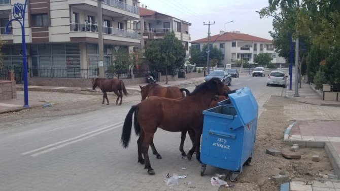 Manisa’da Sokak Hayvanlarına Yılkı Atları Da Eklendi