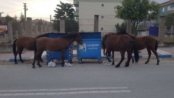 Manisa’da Sokak Hayvanlarına Yılkı Atları Da Eklendi