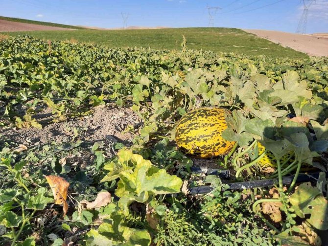 Narmikan Kavununda Hasat Başladı