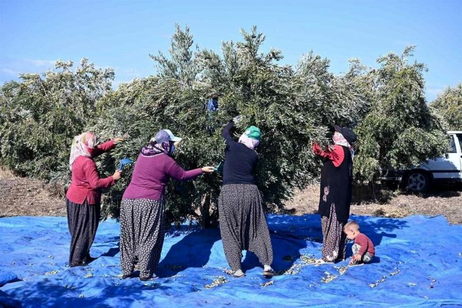 Osmaniye’de Zeytin Hasadı Sazlı Türkülü Başladı