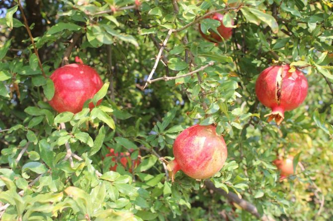 Manisa’da En Fazla Nar Üretimi Salihli’de Yapılıyor