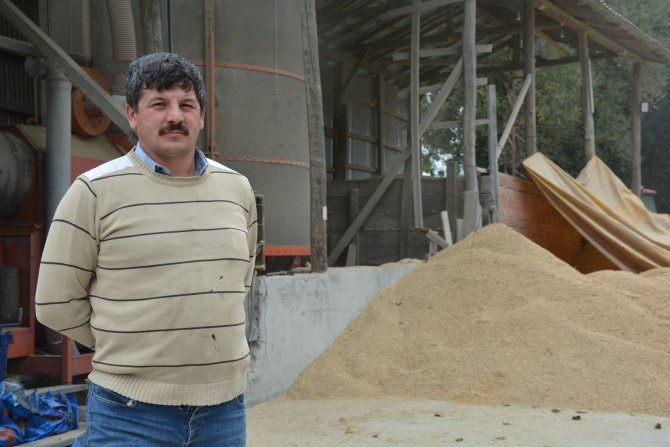Sinop’ta Çeltik Hasadı
