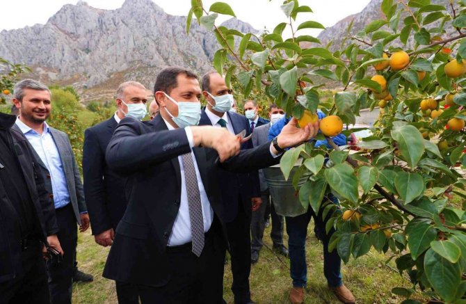 Amasya’da Cennet Hurması Hasadı Başladı: 600 Tondan Fazla Rekolte Bekleniyor
