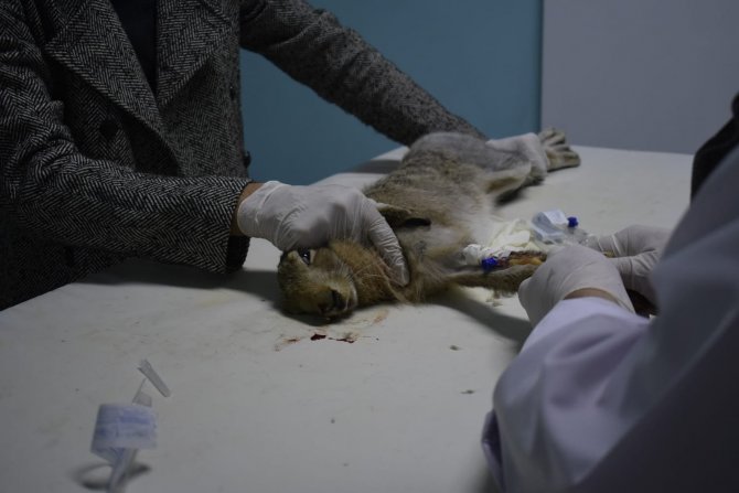 Yaralı Yaban Tavşanını Veterinerde Tedavi Ettirdi