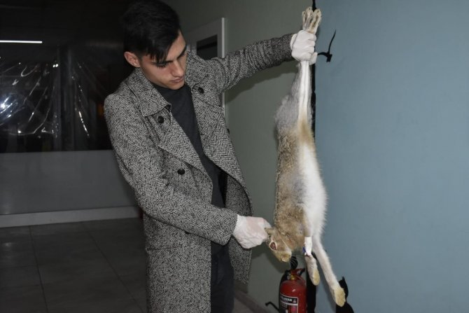 Yaralı Yaban Tavşanını Veterinerde Tedavi Ettirdi