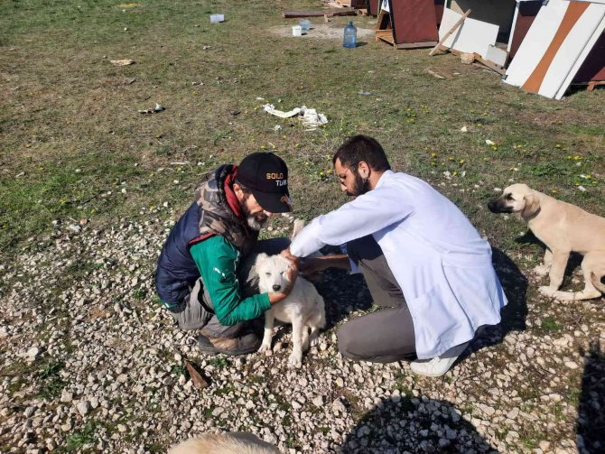 360 Sokak Hayvanının Aşıları Yapıldı