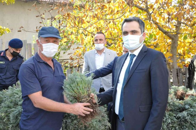 Çiftçilere Dağıtılan 120 Bin Lavanta Fidesi Toprakla Buluşuyor