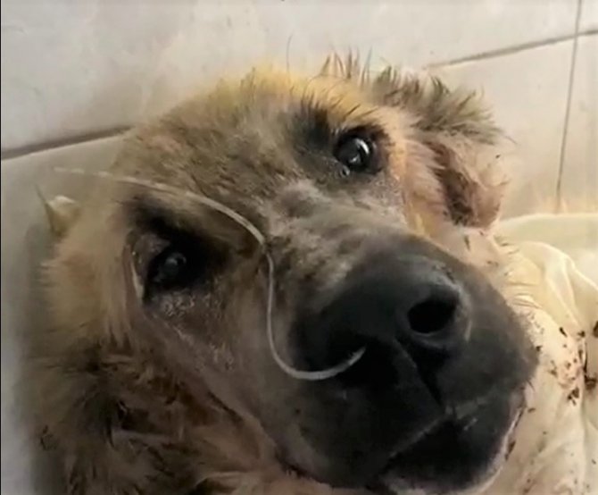 Çenesi Kırılan Sokak Köpeği İçin Seferber Oldular