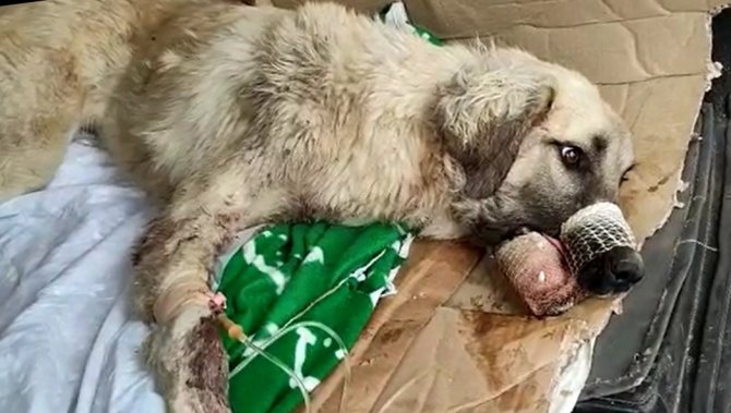 Çenesi Kırılan Sokak Köpeği İçin Seferber Oldular
