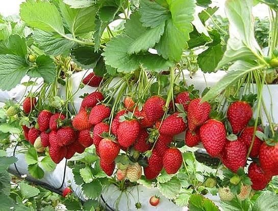 Kale Çileği Kadınlara Ve Gençlere Gelir Kapısı Olacak