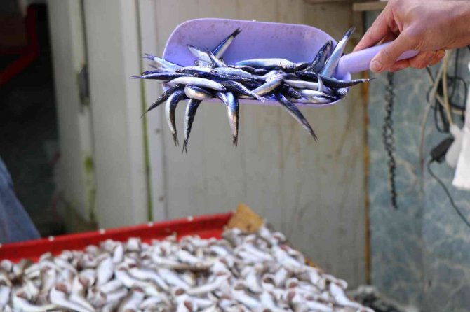 Karadeniz’in İncisi ’İri Hamsi’ 15 Liradan Kapış Kapış Gidiyor