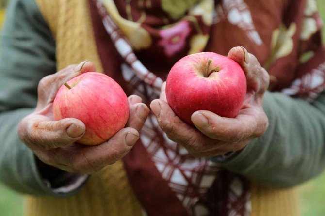 Gümüşhane Elmasında Hasat Başladı