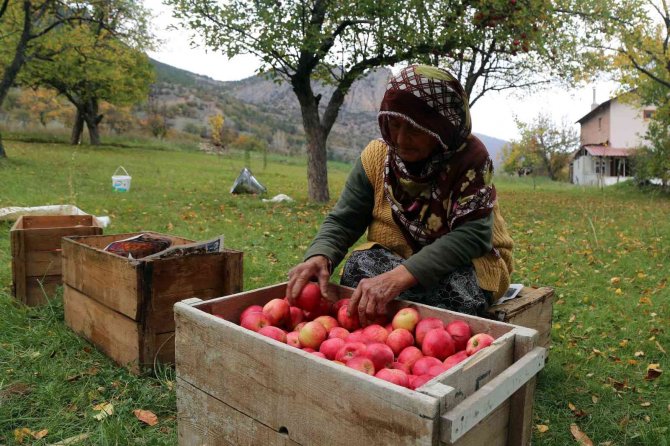 Gümüşhane Elmasında Hasat Başladı