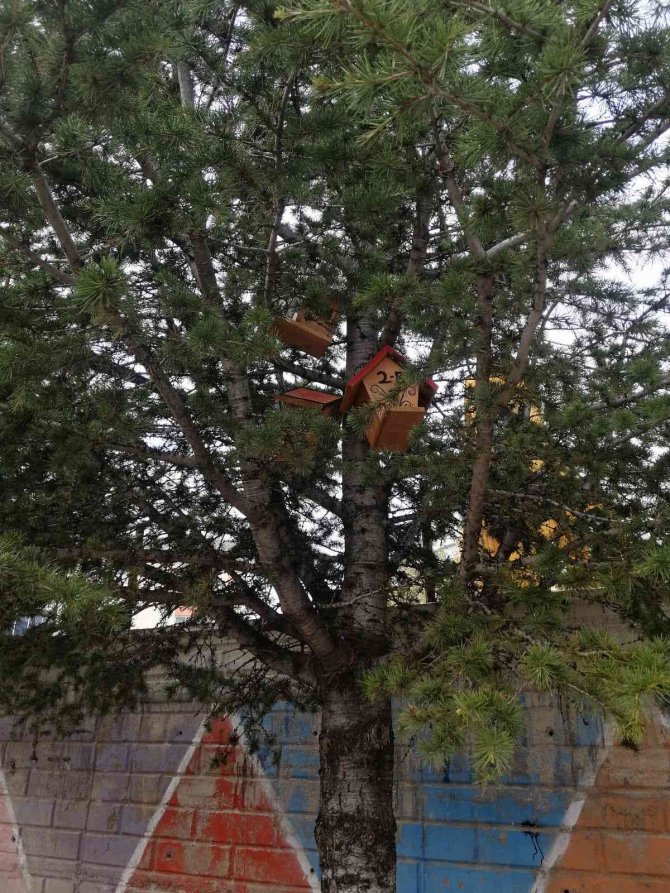 Beyşehir’de Ağaçlara Kuş Yuvaları Asıldı
