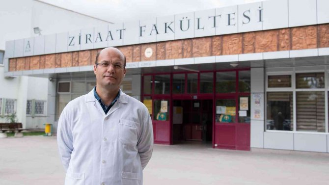 Selçuk Üniversitesi Yerli Hibrit Tohum Geliştirdi