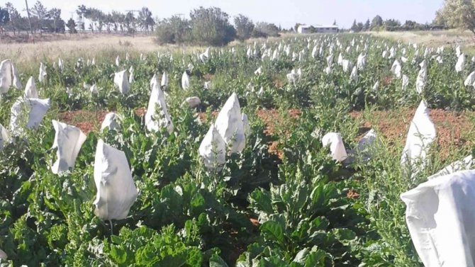 Selçuk Üniversitesi Yerli Hibrit Tohum Geliştirdi