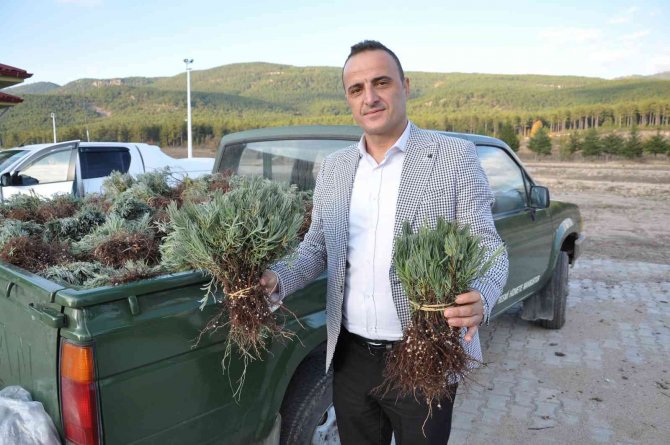 Çiftçilere Dağıtılan 120 Bin Lavanta Fidesi Toprakla Buluşuyor
