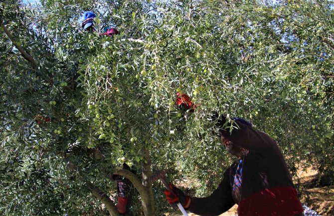 Kuraklık Zeytinde Rekolteyi Düşürdü, Kaliteyi Etkilemedi