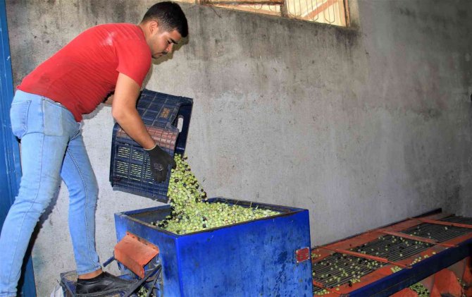 Kuraklık Zeytinde Rekolteyi Düşürdü, Kaliteyi Etkilemedi