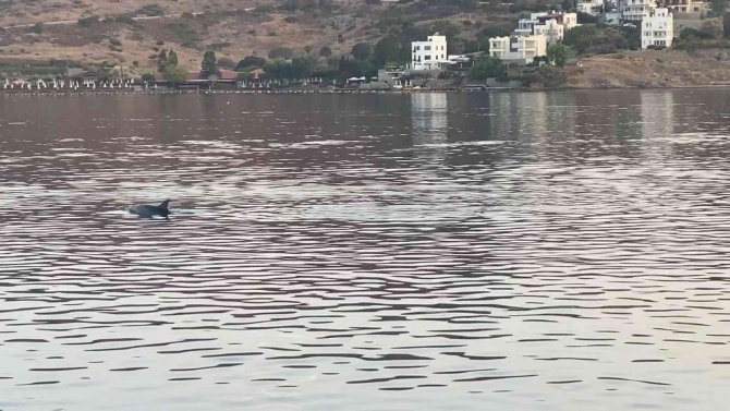Koya Giren Yunus Sürüsünü Balıkçılar Görüntüledi