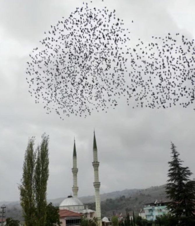 Amasya’da Sığırcık Kuşlarının Dansı