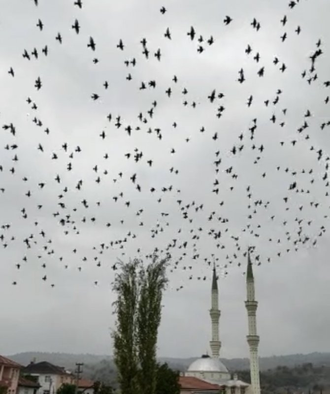 Amasya’da Sığırcık Kuşlarının Dansı