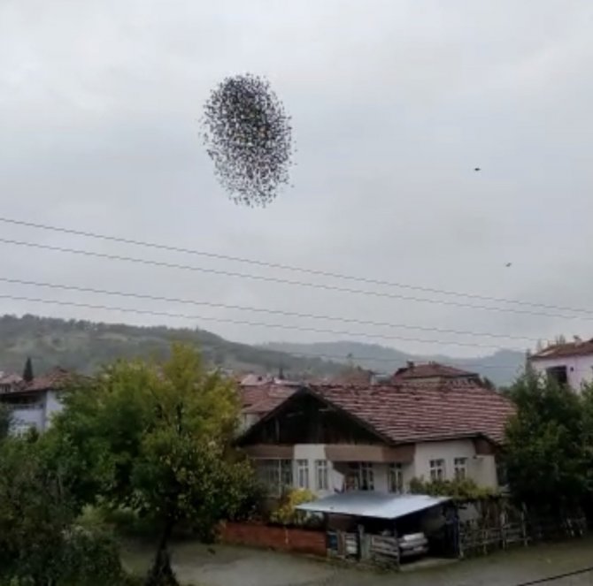 Amasya’da Sığırcık Kuşlarının Dansı