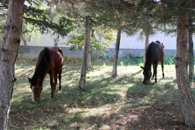 Terk Edilmiş İki At Ve Eşeğe Çankaya’da Barınakta Sahip Çıkılıyor