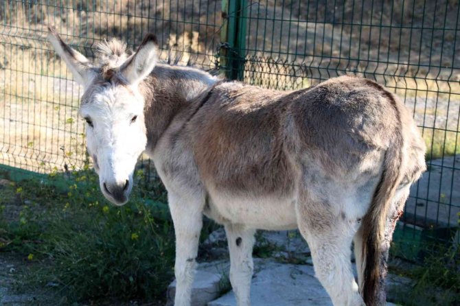 Terk Edilmiş İki At Ve Eşeğe Çankaya’da Barınakta Sahip Çıkılıyor