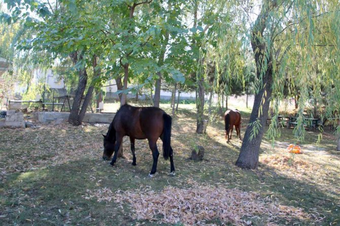 Terk Edilmiş İki At Ve Eşeğe Çankaya’da Barınakta Sahip Çıkılıyor