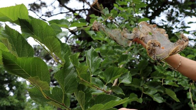 Amerikan Beyaz Kelebeği İle Mücadele Devam Ediyor