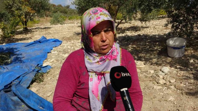 Zeytin Üreticisi Tüccardan Dertli