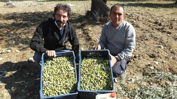 Değişik İllerden Gelip Zeytin Hasadına Katıldılar