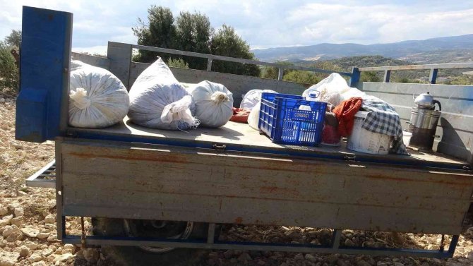Zeytin Üreticisi Tüccardan Dertli