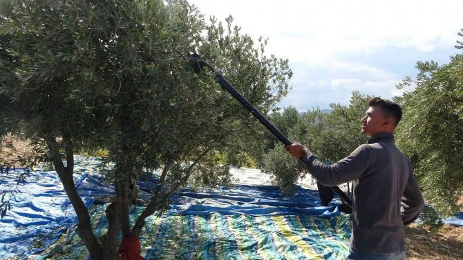Zeytin Üreticisi Tüccardan Dertli