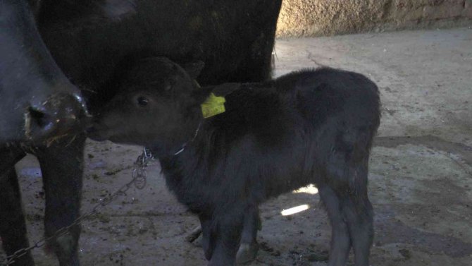 Kayseri’de İlk Suni Tohumlamayla Doğan Mandaya ‘Küçükhisar’ İsmi Verildi