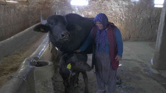 Kayseri’de İlk Suni Tohumlamayla Doğan Mandaya ‘Küçükhisar’ İsmi Verildi
