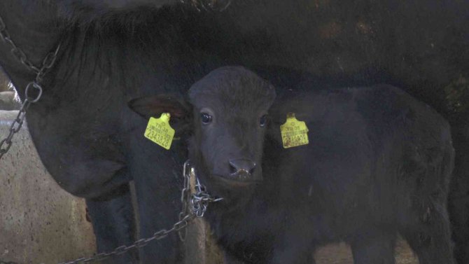 Kayseri’de İlk Suni Tohumlamayla Doğan Mandaya ‘Küçükhisar’ İsmi Verildi