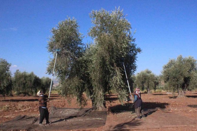 Kilis’te Zeytinde Erken Hasat Dönemi