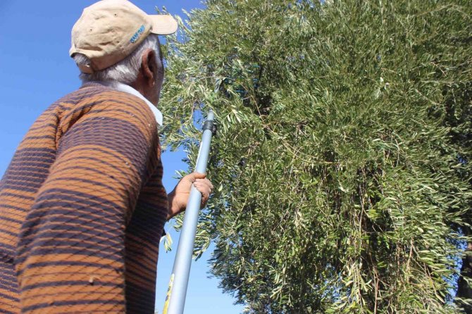 Kilis’te Zeytinde Erken Hasat Dönemi