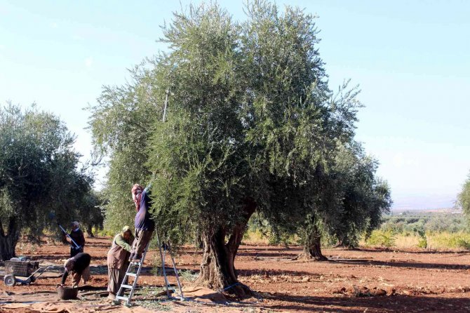 Kilis’te Zeytinde Erken Hasat Dönemi