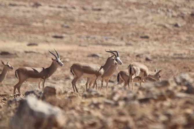 Şanlıurfa’da 30 Ceylan Daha Doğaya Salındı