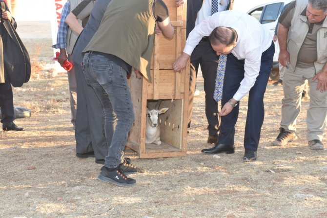 Şanlıurfa’da 30 Ceylan Daha Doğaya Salındı