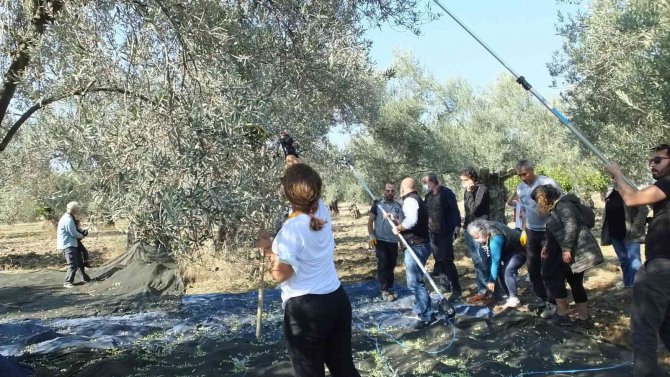 Değişik İllerden Gelip Zeytin Hasadına Katıldılar