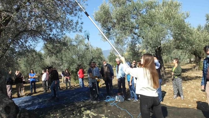 Değişik İllerden Gelip Zeytin Hasadına Katıldılar