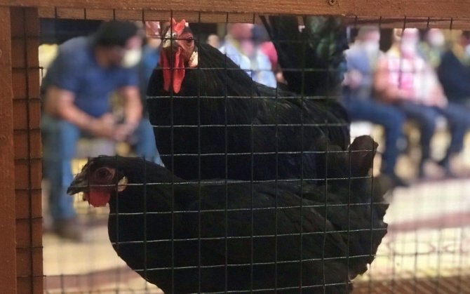 Yetiştirmesi 6 Ay Sürüyor, Tanesi 3 Bin 500 Liradan Alıcı Buluyor
