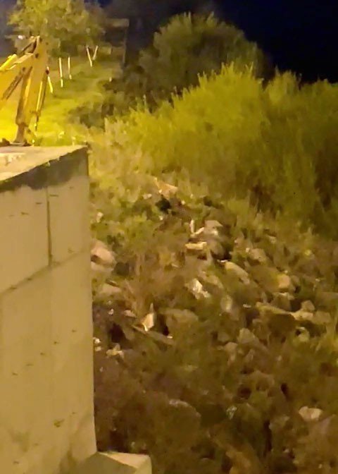 Aç Kalan Tilki Şehre İndi