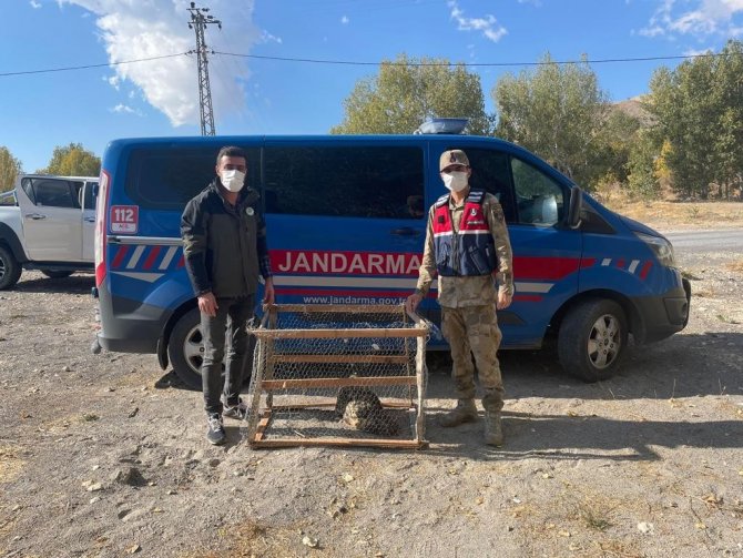 Jandarmadan Yaralı Baykuşa Şefkat Eli