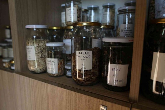 Bursa’da Üretilen Farklı Tür Kabakların Yaygınlaşması Hedefleniyor